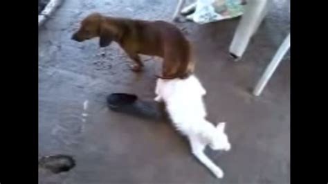 Dog And Cat Mating And Love At Home Dog Close Mating Cat Youtube
