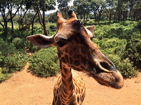 Up Close And Personal With Giraffes In Nairobi