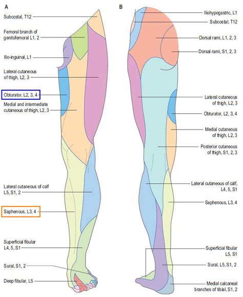 Learn vocabulary, terms and more with flashcards, games and other study tools. Inner Thigh Muscles Anatomy - Anatomy Drawing Diagram