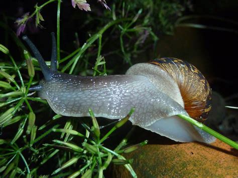 Cornu Aspersum Landsnail Cornu Aspersum In A Damp Garden Flickr