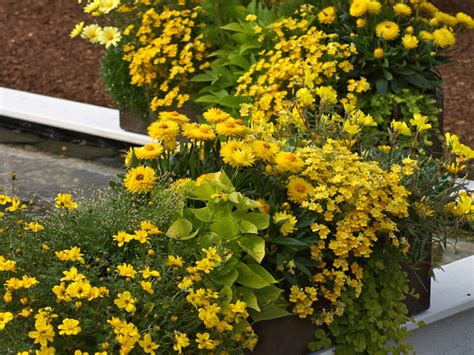 In a letter to congress on thursday, mr biden wrote that the order was unwarranted. Sonnengelbe Blumen für Balkon und Terrasse - Gärtnerei Lameyer