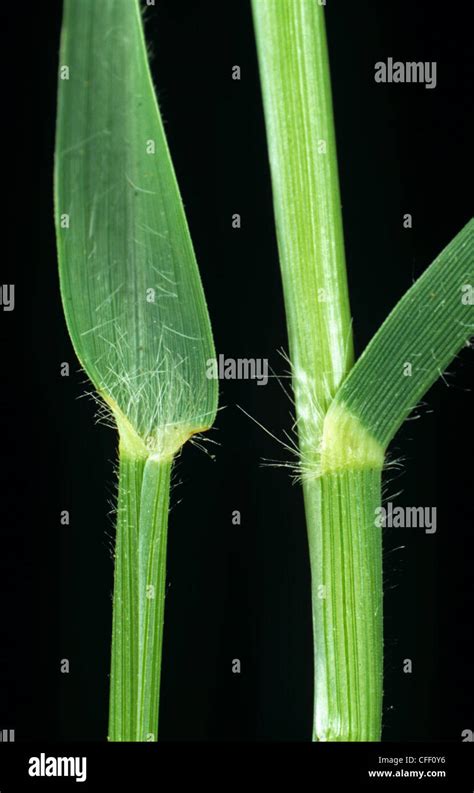 Bermuda Grass Cynodon Dactylon Leaf Ligule And Node Stock Photo Alamy