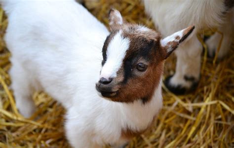 Are Your Baby Goats Dying Heres What To Do N And W Livestock