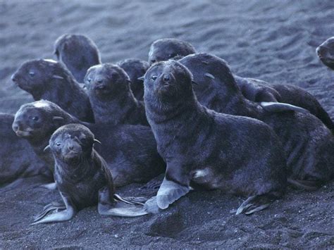 Giving Birth On A Live Volcano Helps Boost Numbers Of Struggling Seal