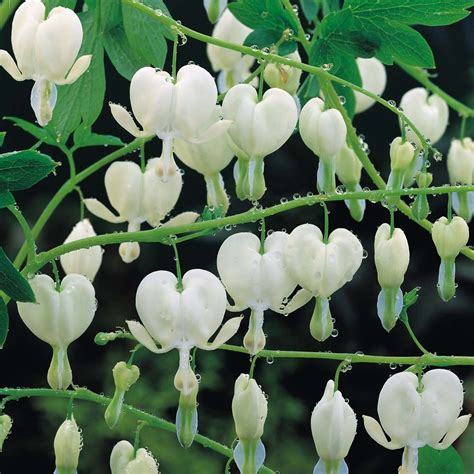 Bleeding Heart White Herbaceous Border Plants Van Meuwen White