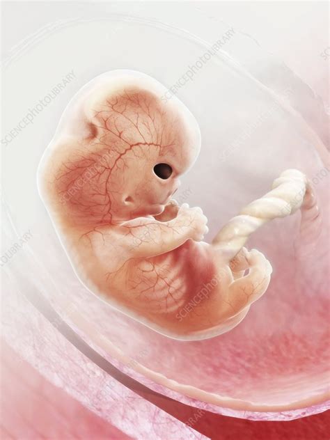 Human Foetus In The Womb Artwork Stock Image C0110039 Science