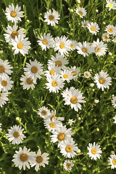 Here are the answers to codycross lawn flowers with white petals and a yellow center. White Flowers With Yellow Centers That Grow in Grass ...