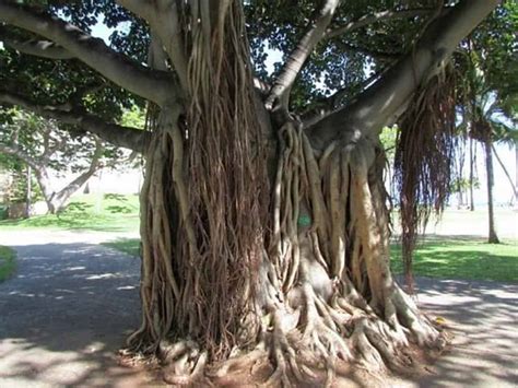 10 Jenis Pohon Beringin yang Paling Banyak Tumbuh di Dunia
