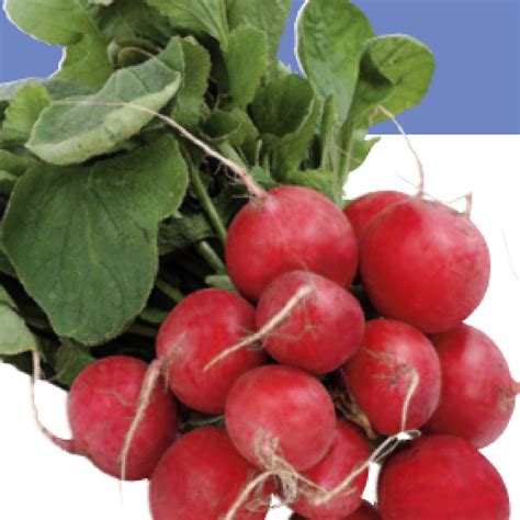 The best way to store radishes (whether from the grocery store or your garden) is to cut the tops off and put them in a bowl of water in the refrigerator. Growing Radishes - how to grow Radishes - in Texas