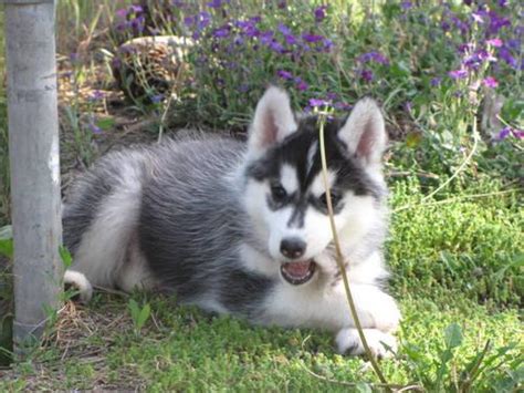 Akc Siberian Husky Puppies And Young Adults For Sale In