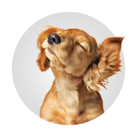 Are there any central bark doggy day care franchise opportunities near me? Dog Boarding Franchise Opportunities | Franchise with ...