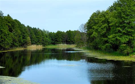 Wallpaper Trees Landscape Forest Lake Nature Reflection River