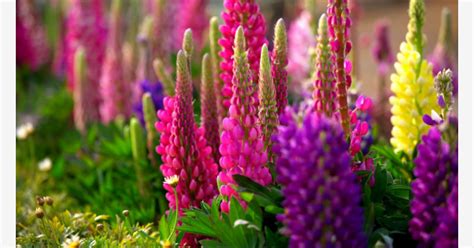 Found This Image At On Bing Lupine Flowers