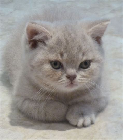 40 British Shorthair Lilac Kittens For Sale Justbreathejustlook