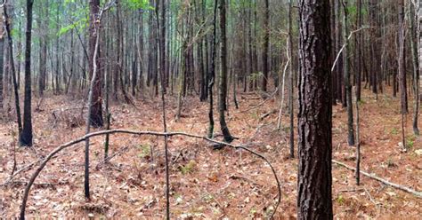 Bienville national forest from mapcarta, the open map. Best Camping in and Near Bienville National Forest