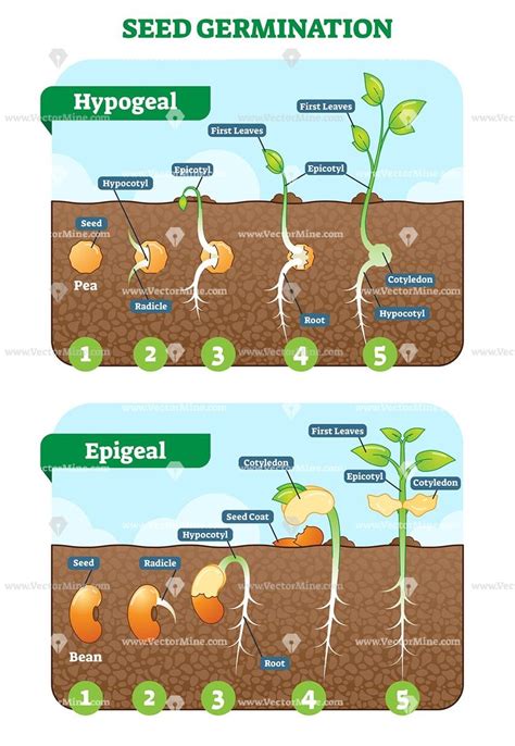 Seed Germination Cross Section Vector Illustration In Stages
