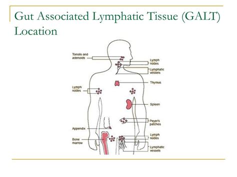 Galt Lymphatic System