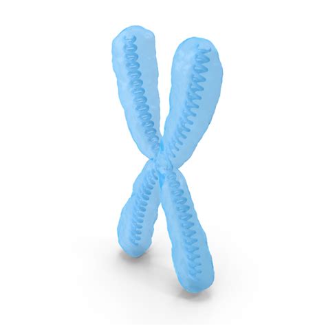 Cartoon Chromosome X Png Images And Psds For Download Pixelsquid S112673741