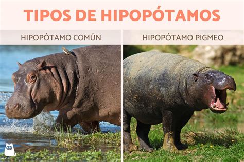 Tipos De Hipopótamos Y Sus Características