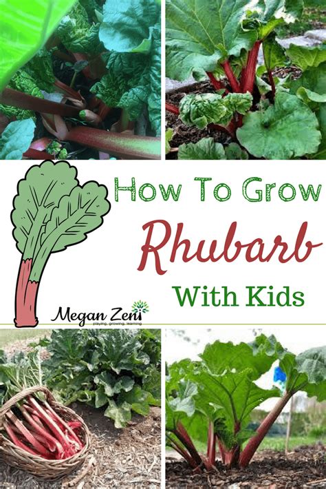 How To Grow Rhubarb With Kids Easiest School Yard Crop