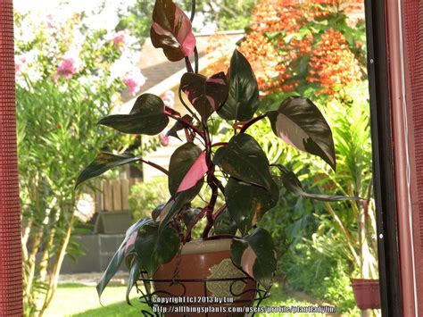 Philodendron erubescens is a species of flowering plant in the family araceae, native to colombia. Photo of the entire plant of Blushing Philodendron ...