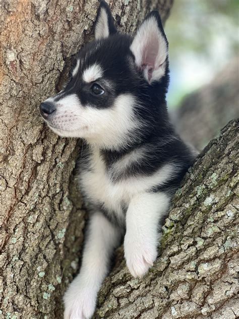 Siberian Husky Puppies For Sale Florida Center Fl 327565