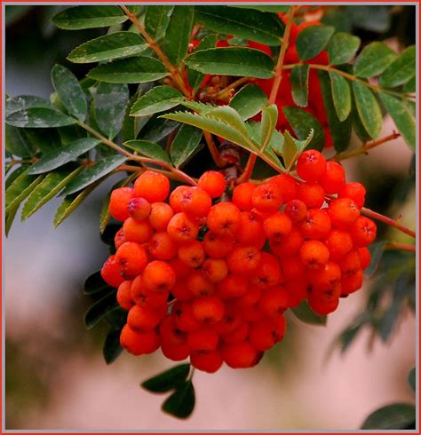 Orange Berries On Orange Berry Tree Flickr Photo Sharing