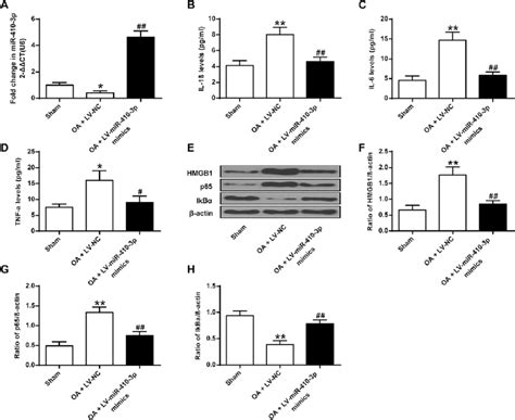 effect of mir 410 3p on proinflammatory cytokines and the nf κb pathway download scientific