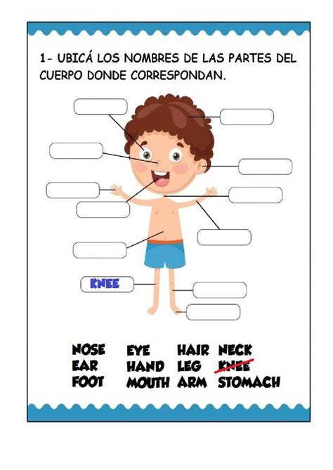 My body interactive worksheet for 4TH