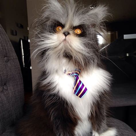 Lykoi cat, a new breed werewolf cat @kelly teske goldsworthy teske goldsworthy teske goldsworthy vordale. This Cat's Rare Condition Is Really Freaky, But It Also ...