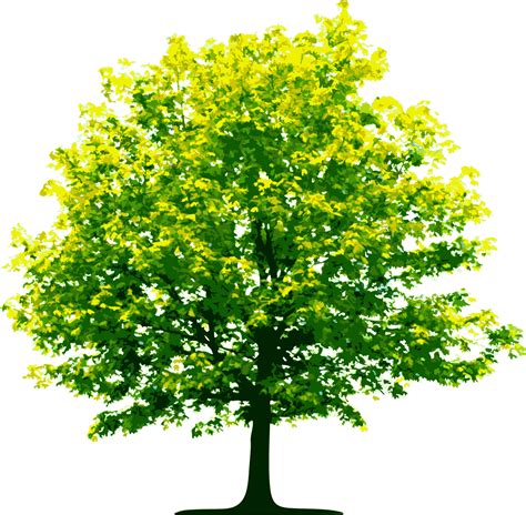Tree Png Images Pictures Download Free Imagesee