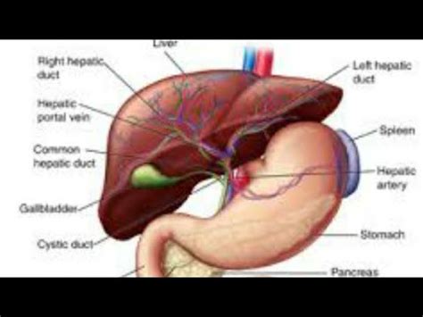 Learn about its function, parts, location on the body the liver has two large sections, called the right and the left lobes. Liver:Structure and Function. - YouTube
