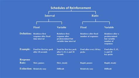 SOAR to Success | College of Education and Human Sciences