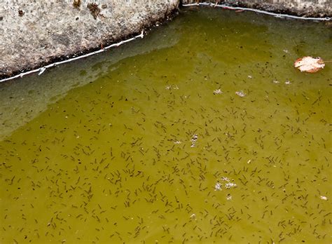 The very same chlorine bleach you use to whiten your laundry and sanitize your tools can also triple as a pesticide, according to the u.s. How to Kill Mosquito Larvae in Water - Essential Home and ...