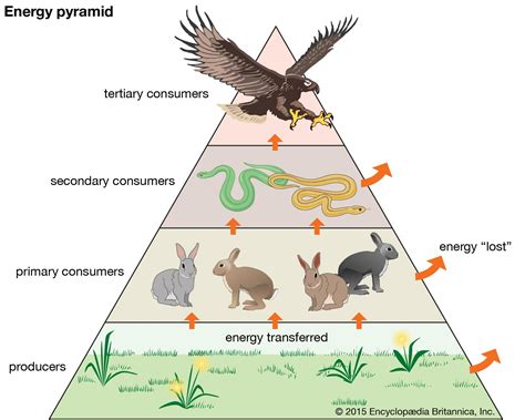 Trophic Level Definition Examples Facts Britannica