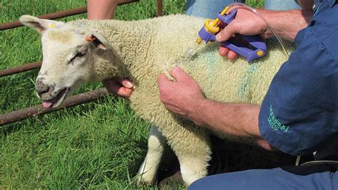 How To Inject Sheep And Cattle Without Causing Carcass Damage Farmers