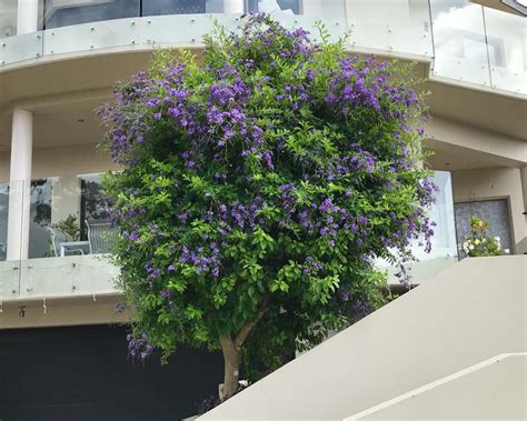 Duranta showers plants do best with full to partial sun. Duranta Erecta Tree : Buy Golden Dewdrop Duranta Erecta ...
