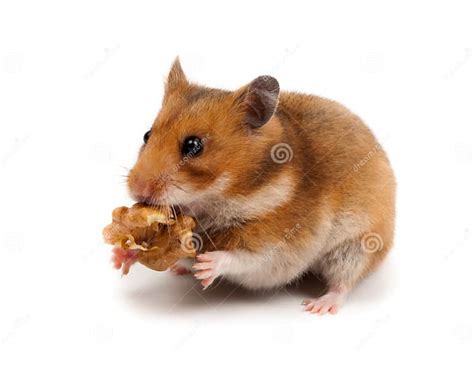 Syrian Hamster Goldhamster Mesocricetus Auratus Stock Image Image