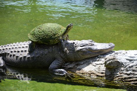 A Guide To Keeping Alligators As Pets The States That Allow It And