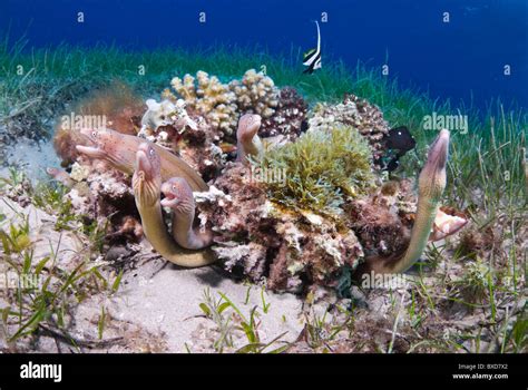 Morey Eels Taba Egypt Red Sea Stock Photo Alamy
