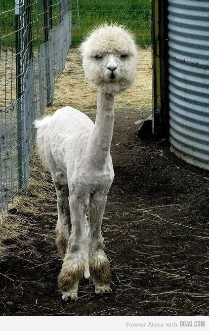 Poor Guy Another Pinner Said Judgmental Llama Is Judging You