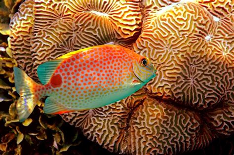 Orange Spotted Spinefoot Siganus Guttatus And Brain Coral Platygyra