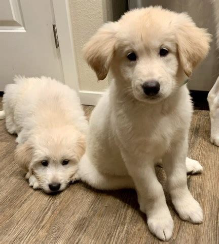 This page is updated regularly with our new goldendoodle litters. Goldendoodle puppy dog for sale in East Bay, California