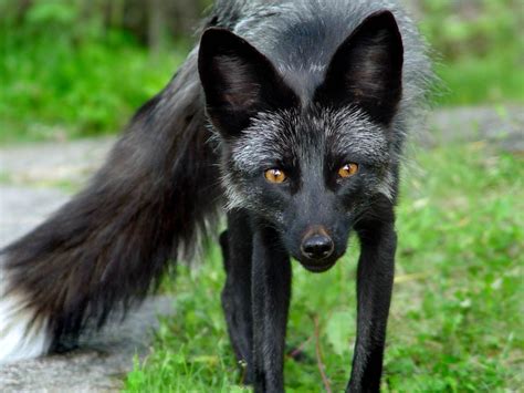 Silver Black Fox Fox Species Melanistic Animals Animals