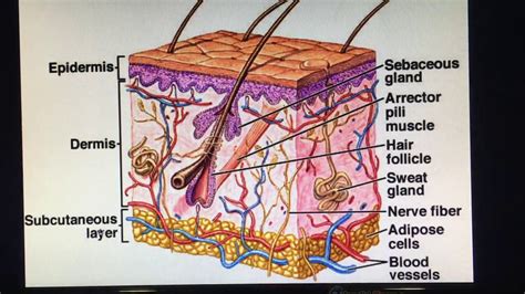 Label The Layers Of The Epidermis
