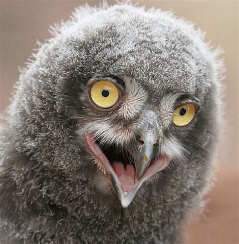 Funny Owls 21 Pics