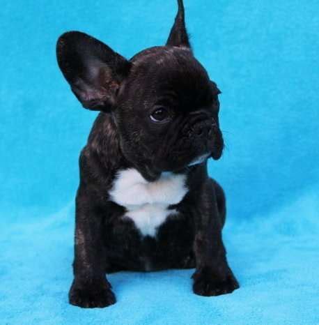 Herman is up for adoption and will be at the bullies 2 the rescue meet and greet on sunday, june 9th, at 11am at carolina pet pantry. French bulldog puppy available for adoption FOR SALE ...