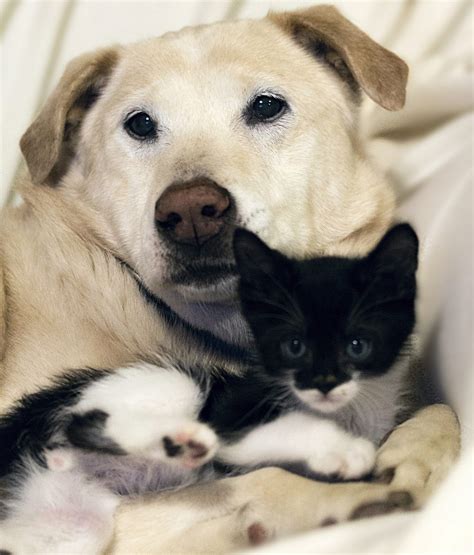 Dog And Cat Photos That Prove These Two Are Bffs