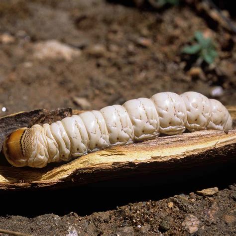Witchetty Grub Is The High Protein Larvae You May Actually Find Delicious