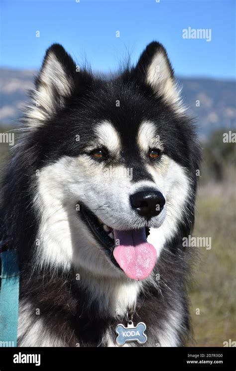 Close Up Look Into The Stunning Face Of A Fluffy Malamute Dog Stock